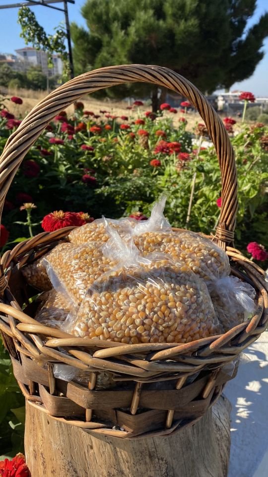 Patlak (cin) Mısır 500gr