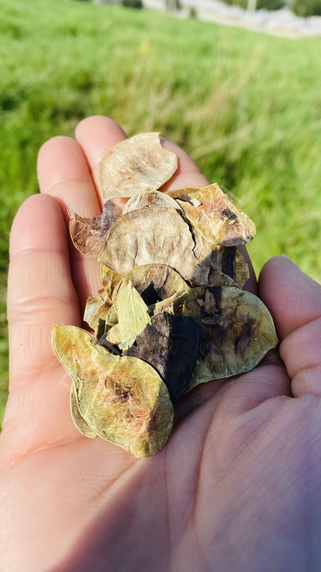 Açlık Otu 50gr