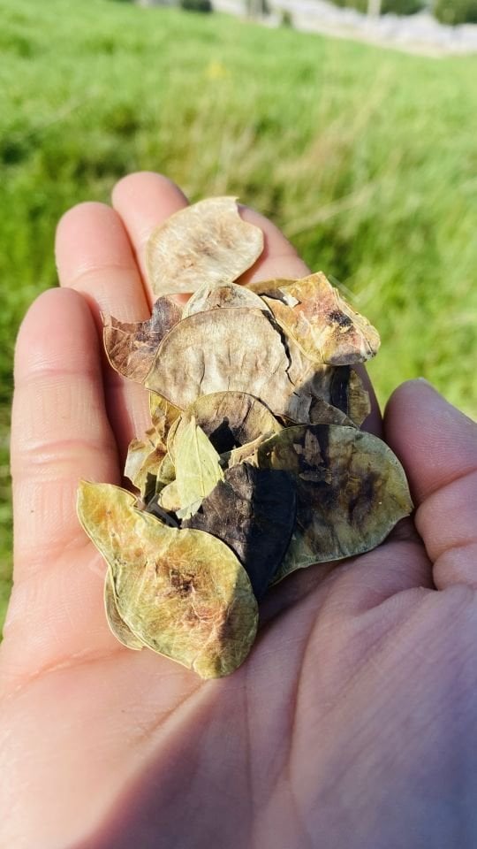 Açlık Otu 50gr
