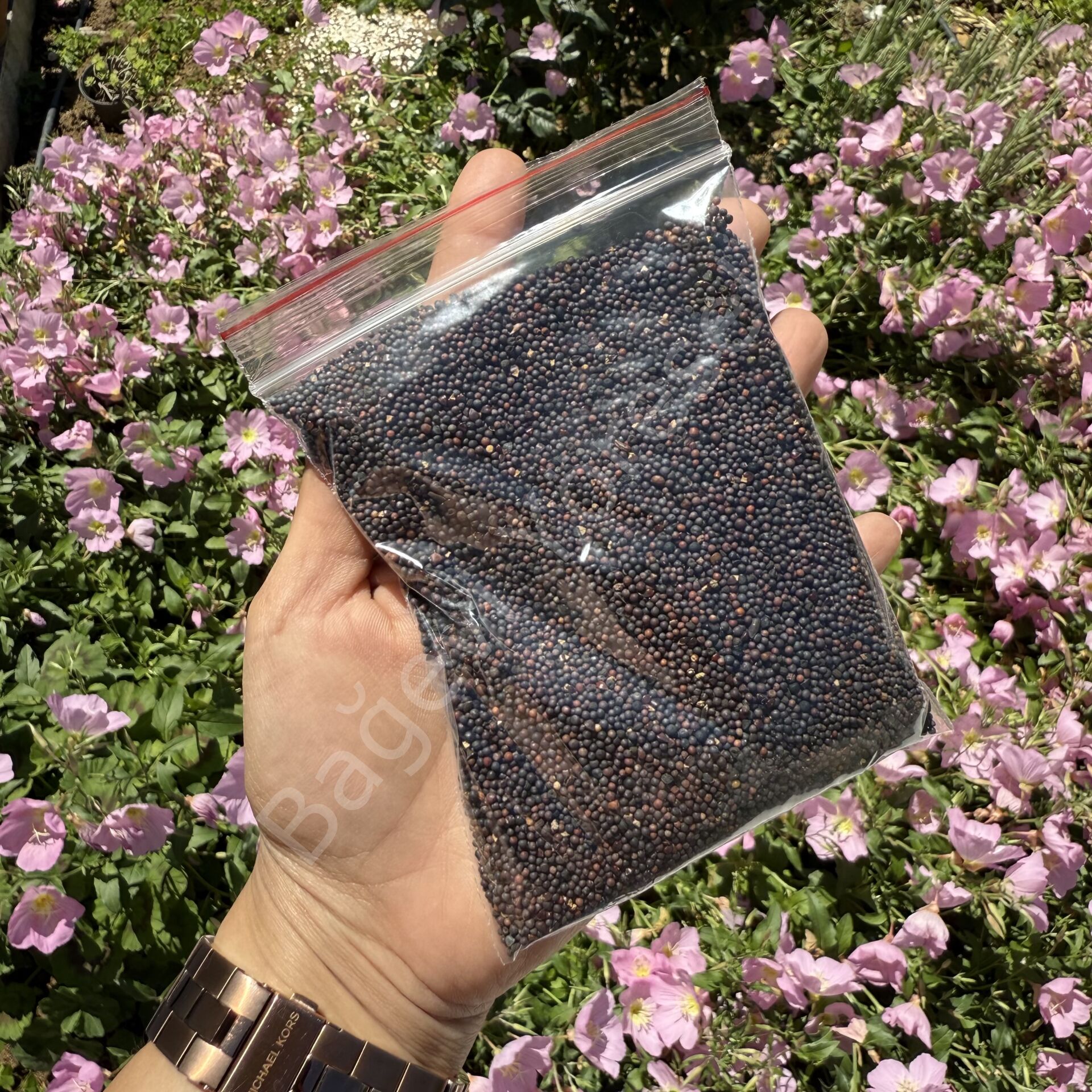Siyah Hardal Tohumu 100gr