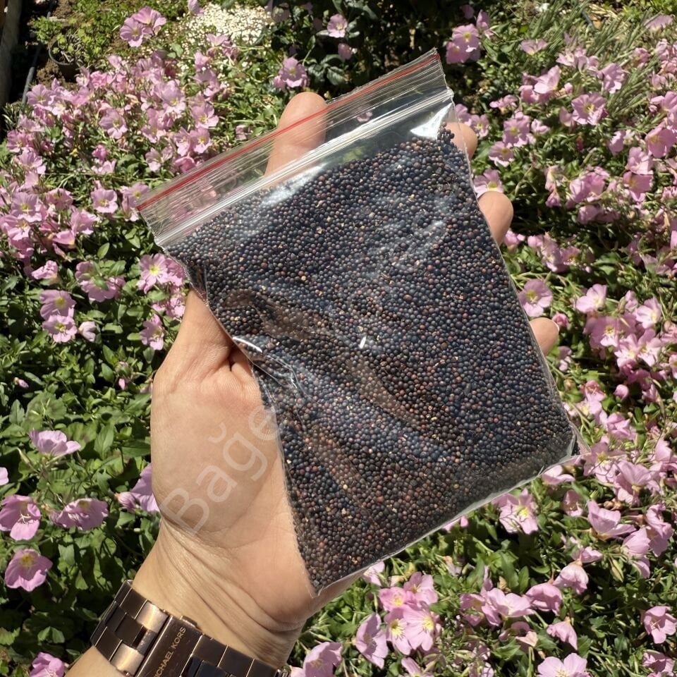 Siyah Hardal Tohumu 100gr